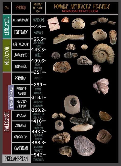 fossils and their time.